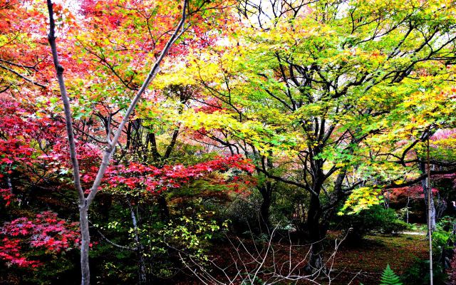 宝筐院の紅葉(3)