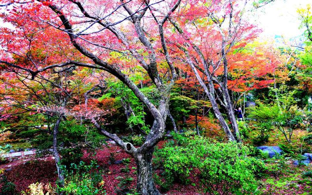 宝筐院の紅葉(6)