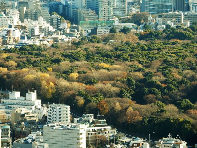 都庁から明治神宮を望む