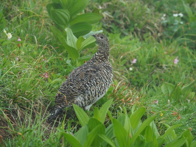 弓折岳のママ雷鳥