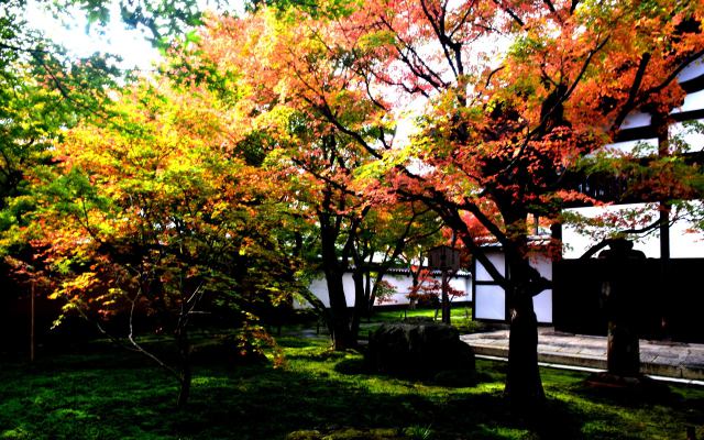 大徳寺 黄梅院の秋(1)