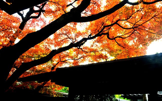 大徳寺 黄梅院の秋(3)