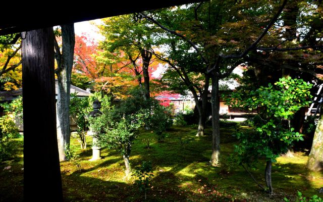 大徳寺 黄梅院の秋(5)