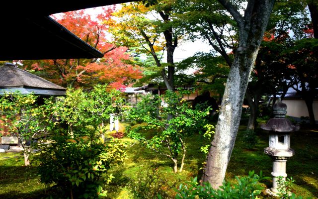 大徳寺 黄梅院の秋(6)