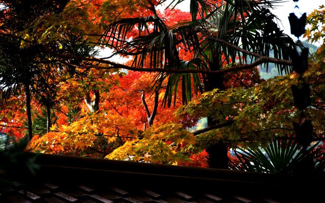 鷹峯 源光庵の紅葉(1)