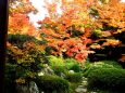 鷹峯 源光庵の紅葉(2)