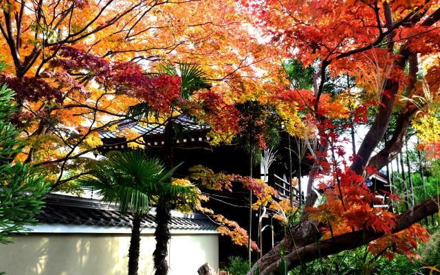 鷹峯 源光庵の紅葉(4)