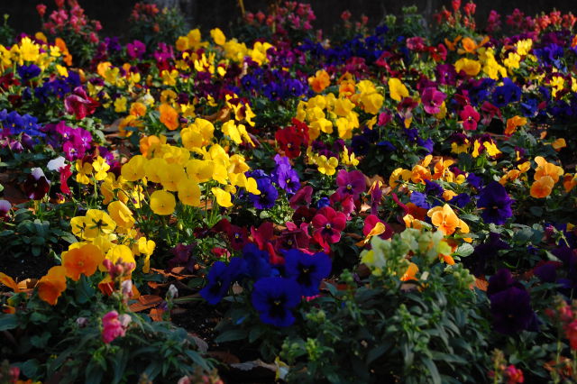 冬でも鮮やかな花壇