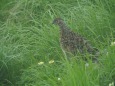 大日岳のチビ雷鳥