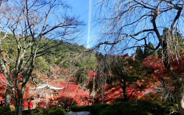 燃える醍醐寺(1)