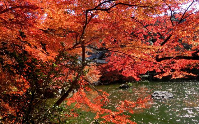 燃える醍醐寺(5)