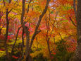 常寂光寺の紅葉