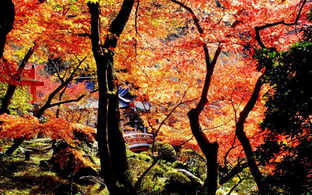 燃える醍醐寺(13)