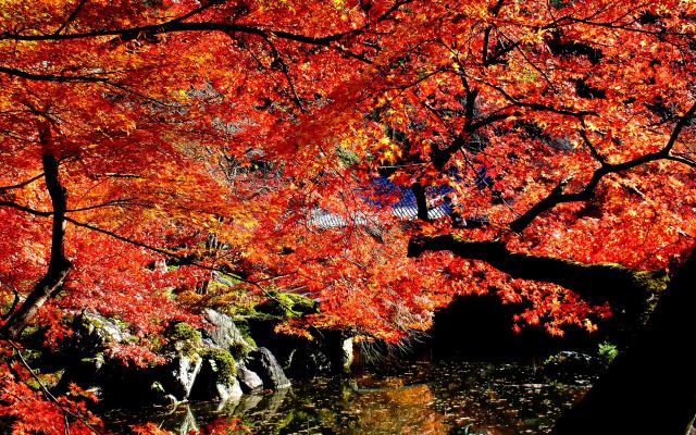 燃える醍醐寺(14)