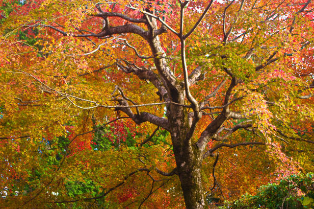 大原 三千院近くの紅葉