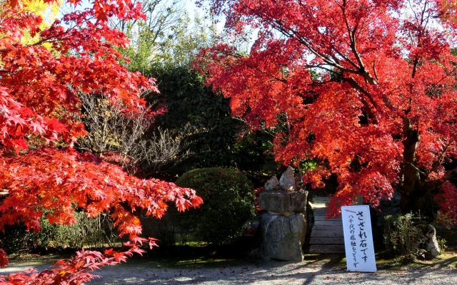 勧修寺の秋(2) さざれ石