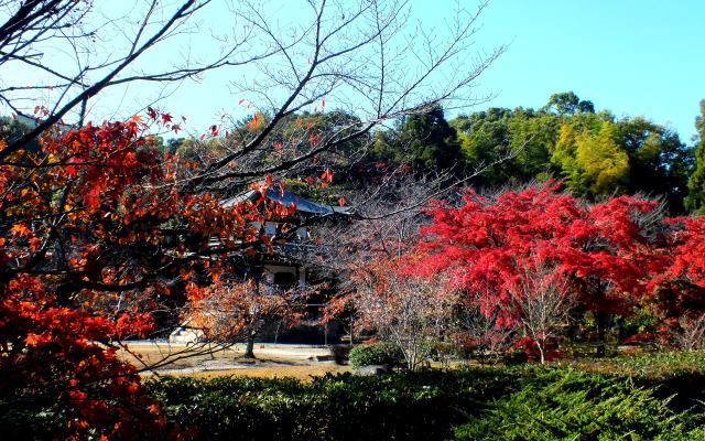 勧修寺の秋(5) 観音堂遠景