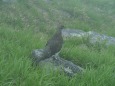 大日岳の雄雷鳥