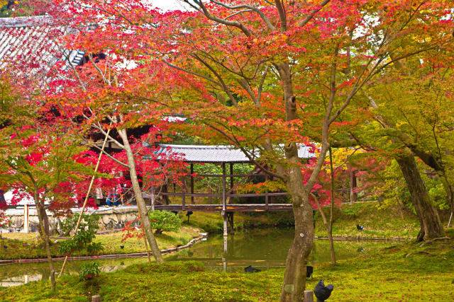 秋の高台寺