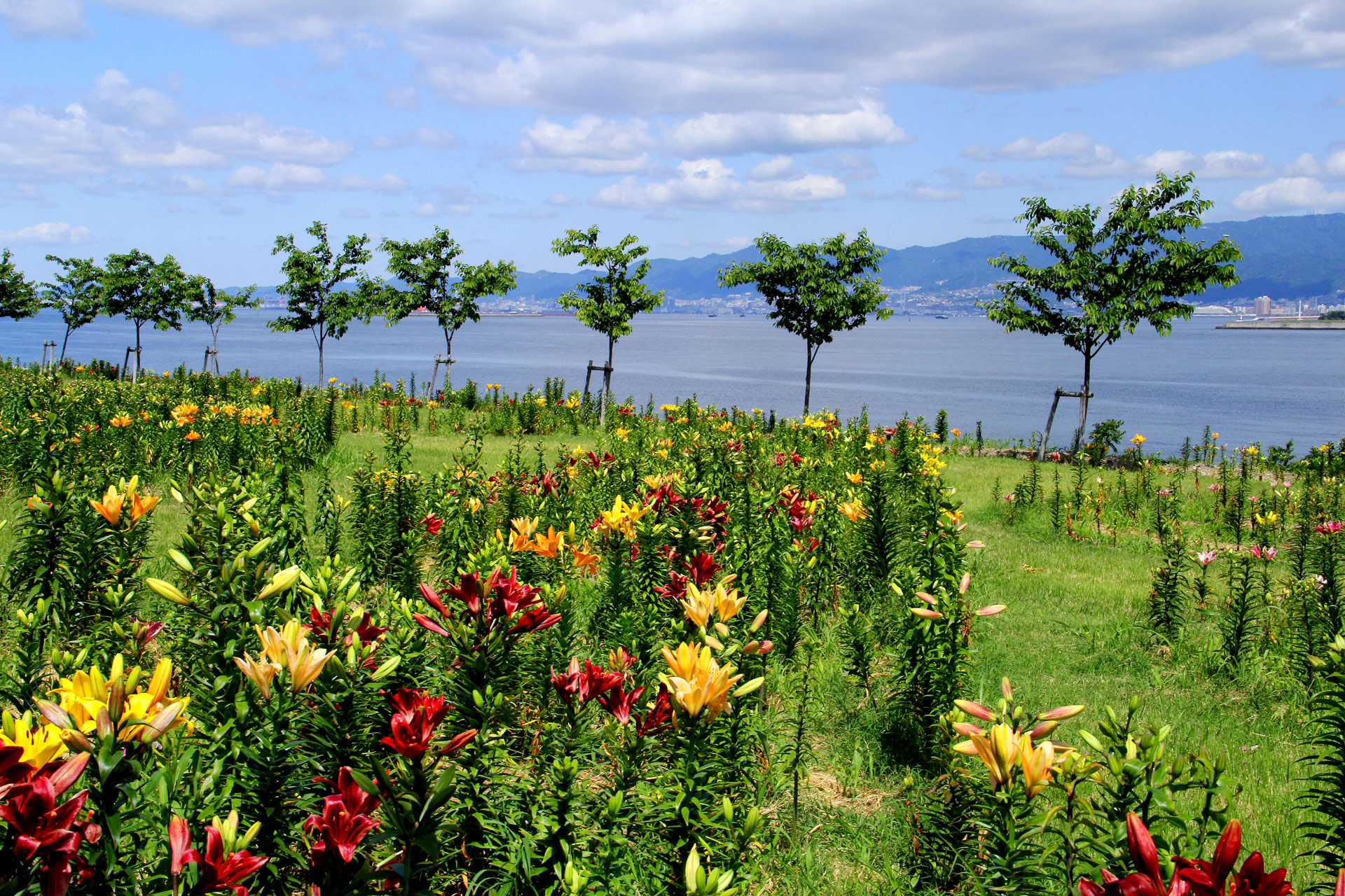 日本の風景 追憶17年6月 海辺のユリ園 壁紙19x1280 壁紙館