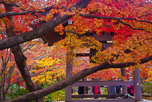 常寂光寺の紅葉