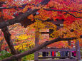 常寂光寺の紅葉