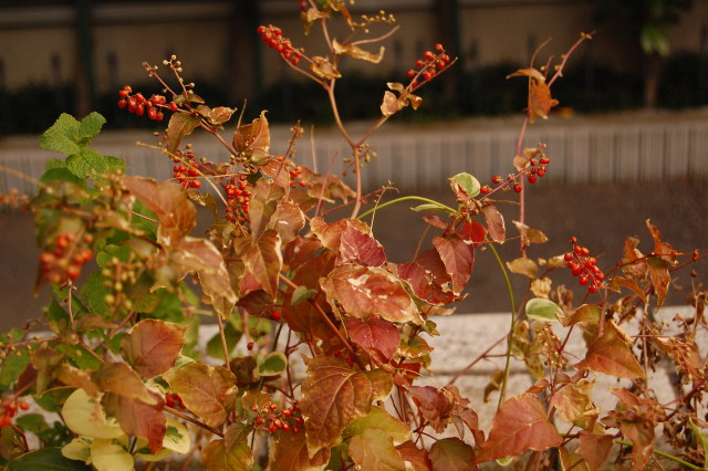 紅葉したジュズサンゴかな？