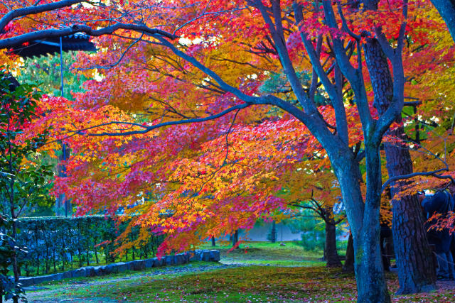 東福寺の紅葉