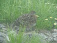 大日岳のチビ雷鳥3