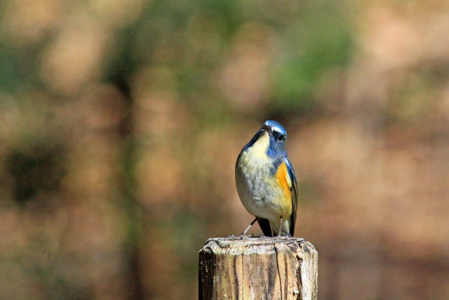 幸せの青い鳥