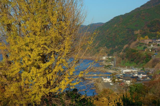 銀杏の紅葉と居倉の漁村