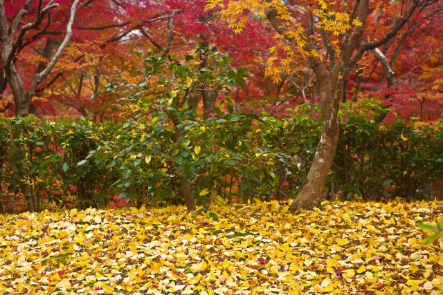 常寂光寺 落葉と紅葉