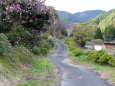 山茶花が咲いた田舎道