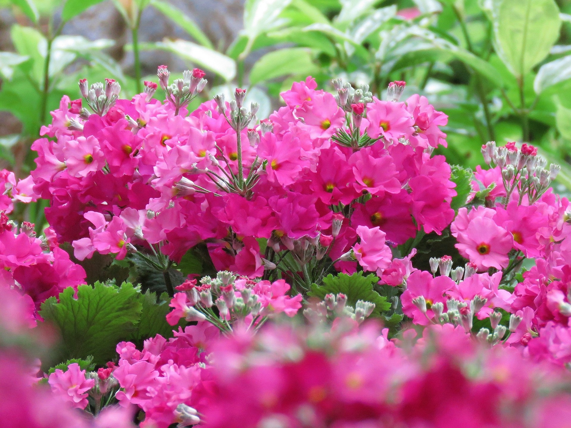 花 植物 花穂を伸ばす西洋サクラソウ 壁紙19x1440 壁紙館