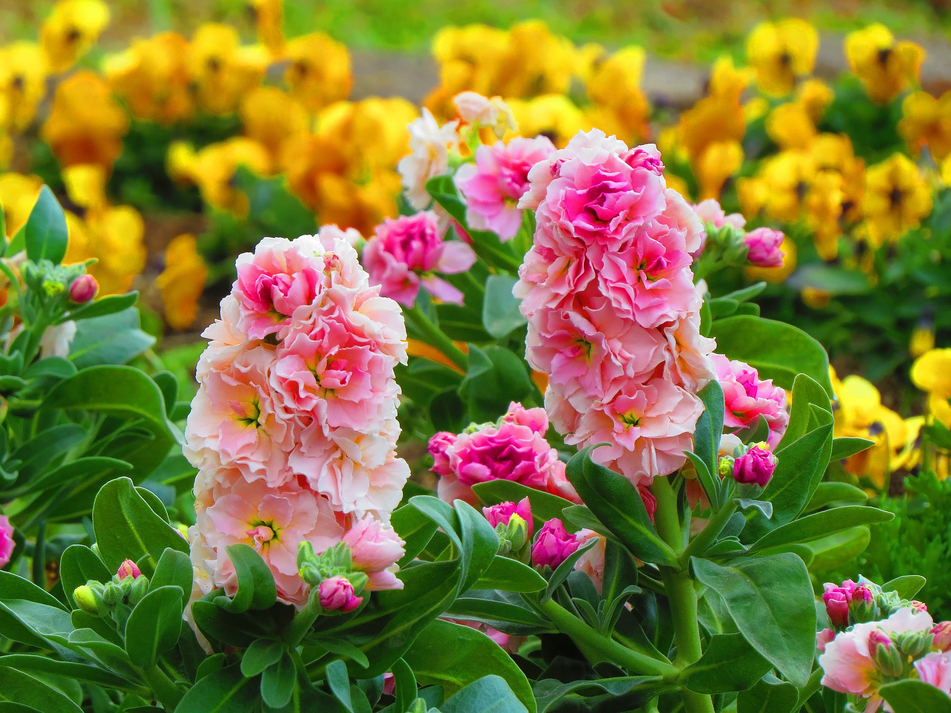 最高かつ最も包括的なストック 花 植物 すべての美しい花の画像