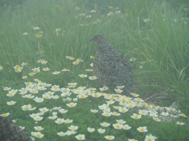 大日岳のチビ雷鳥5