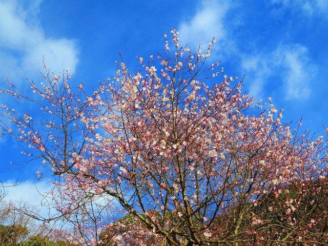 師走の空に咲く冬桜