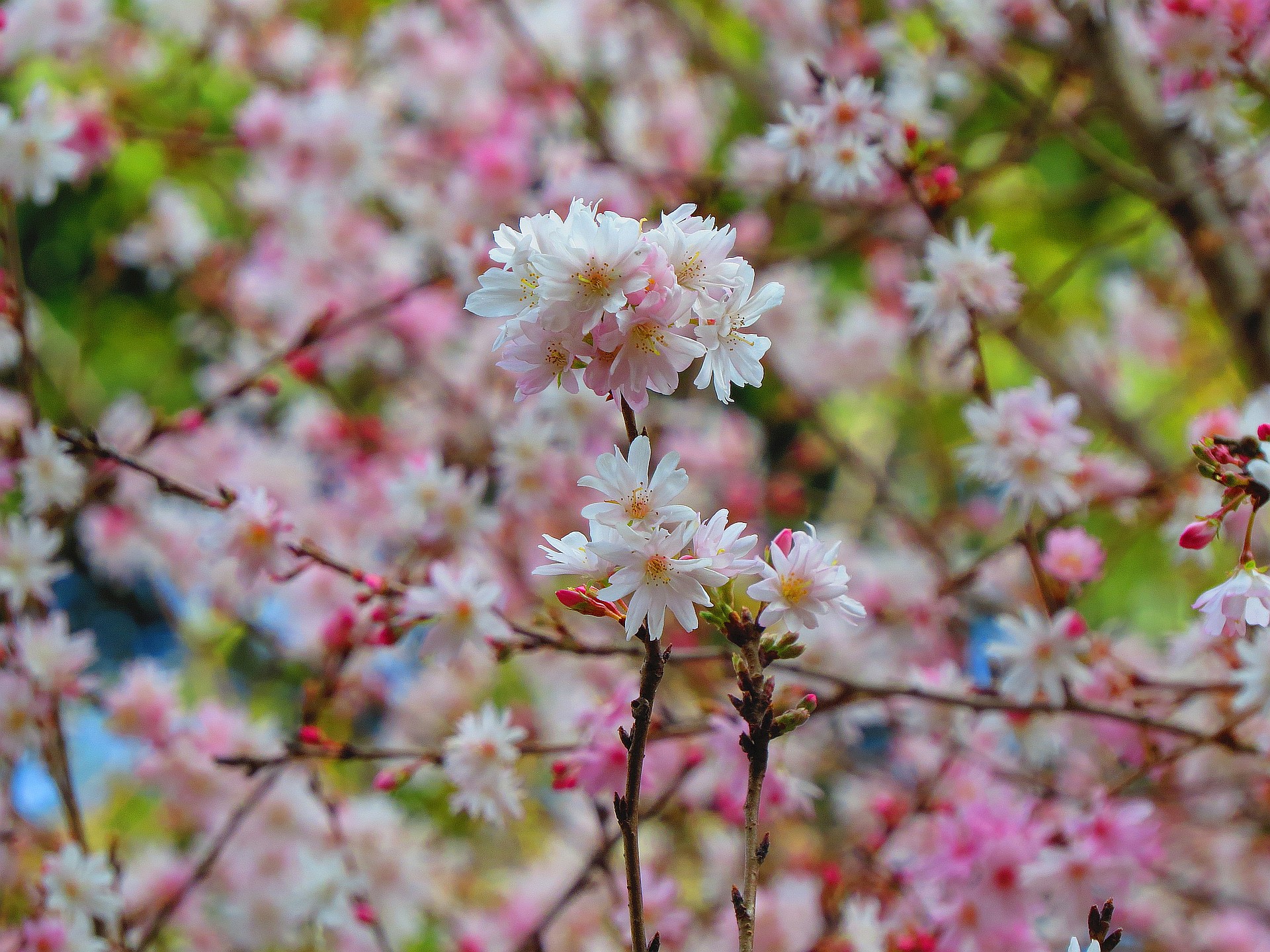 花 植物 師走に満開の冬桜 壁紙19x1440 壁紙館
