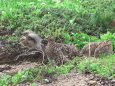 チビとママ雷鳥