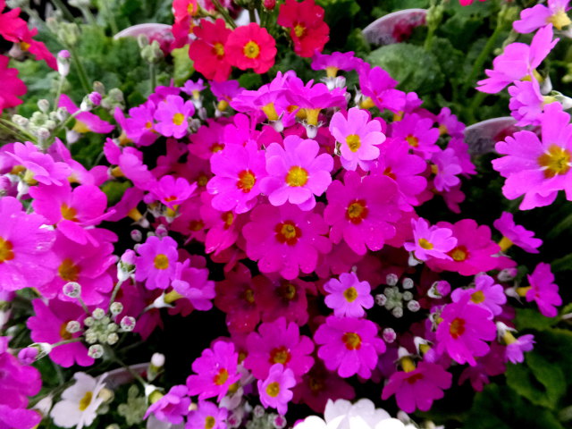 花 植物 かわいい花 壁紙館