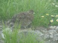 大日岳のチビ雷鳥6