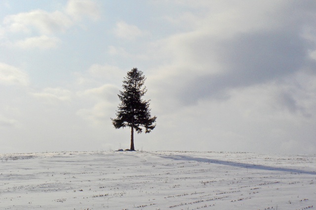 雪の美瑛