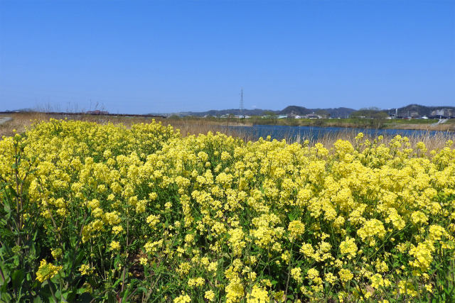 川沿の菜の花-2017春