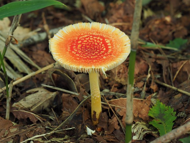 花 植物 何キノコ 壁紙館