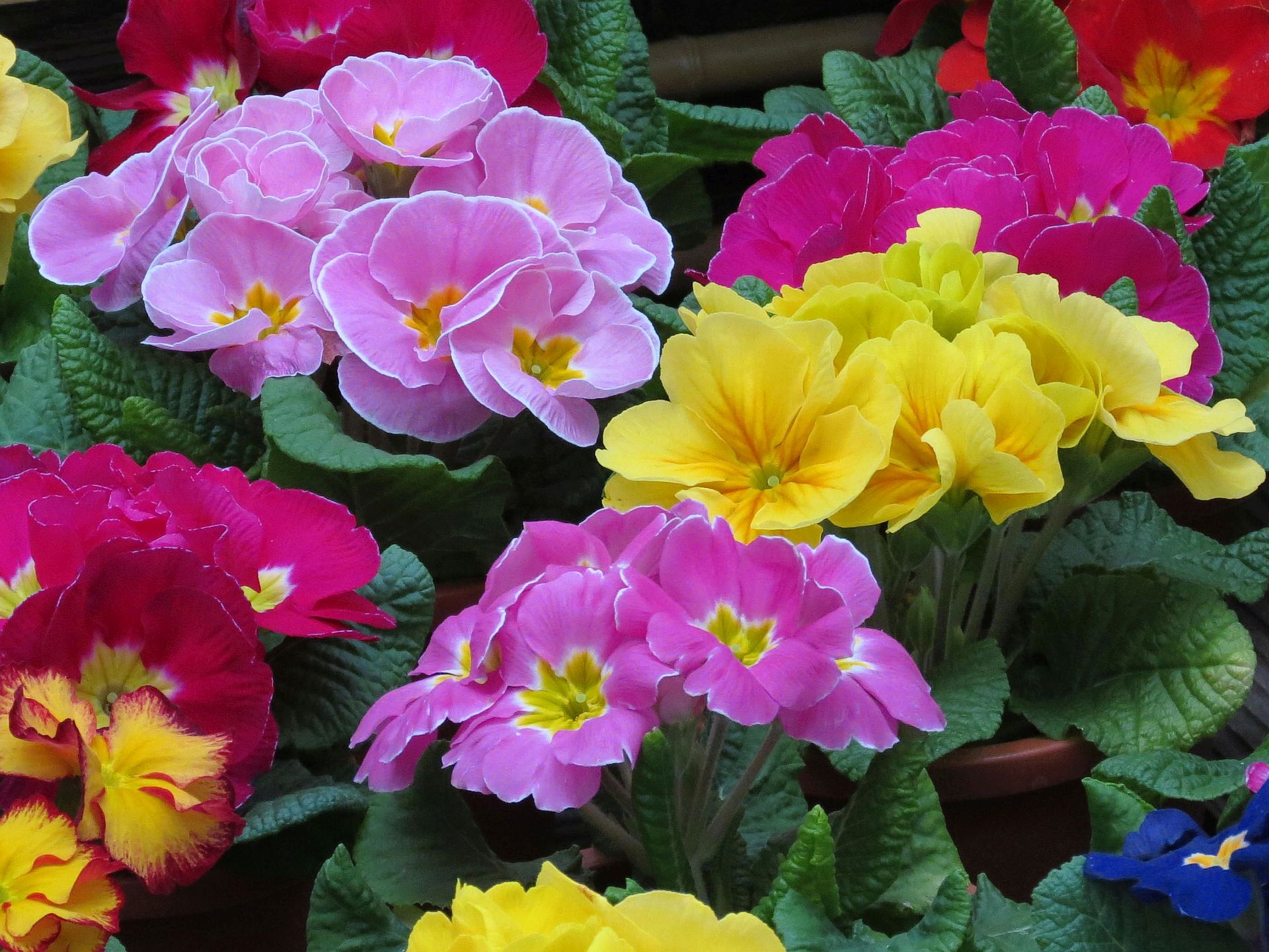 すべての美しい花の画像 無料印刷可能プリムラ 花 植物