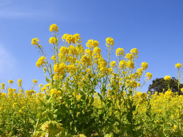 菜の花の季節へ