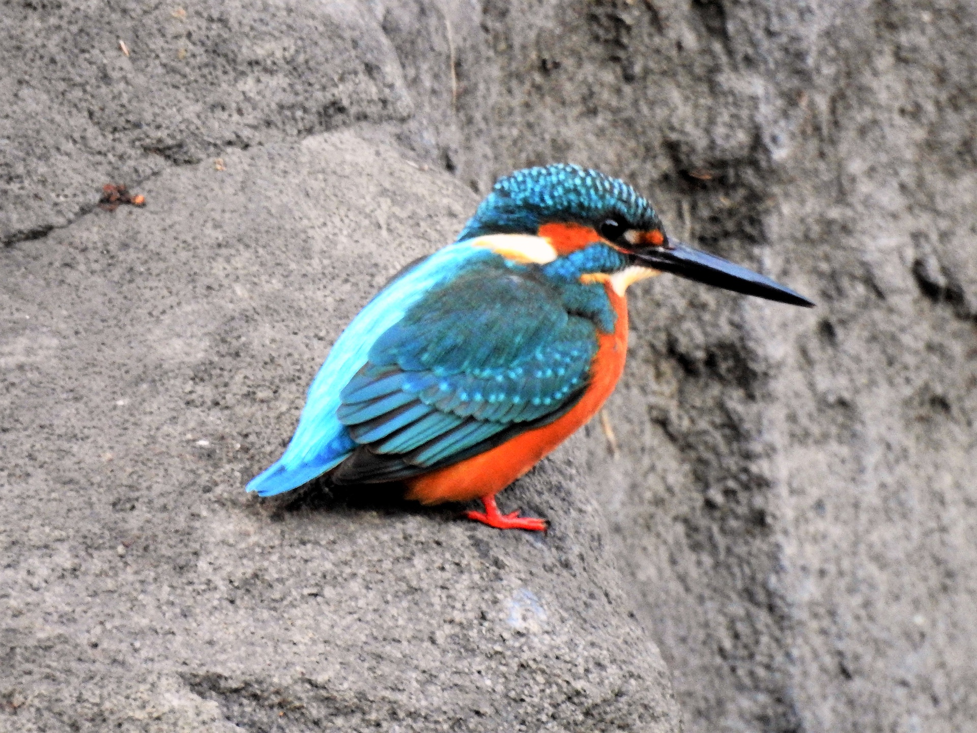 動物 鳥 ペンギン 新宿御苑のカワセミ 壁紙1920x1440 壁紙館