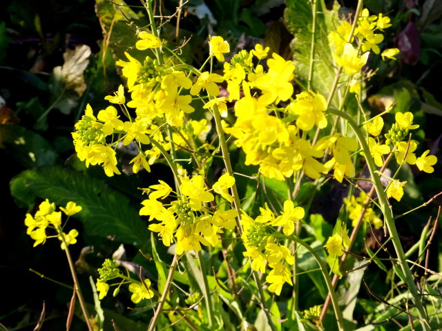 竹崎城址展望台の菜の花