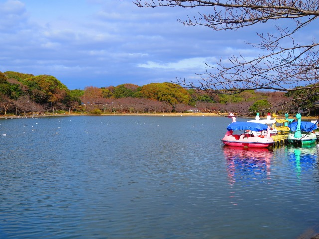 冬の明石公園剛の池