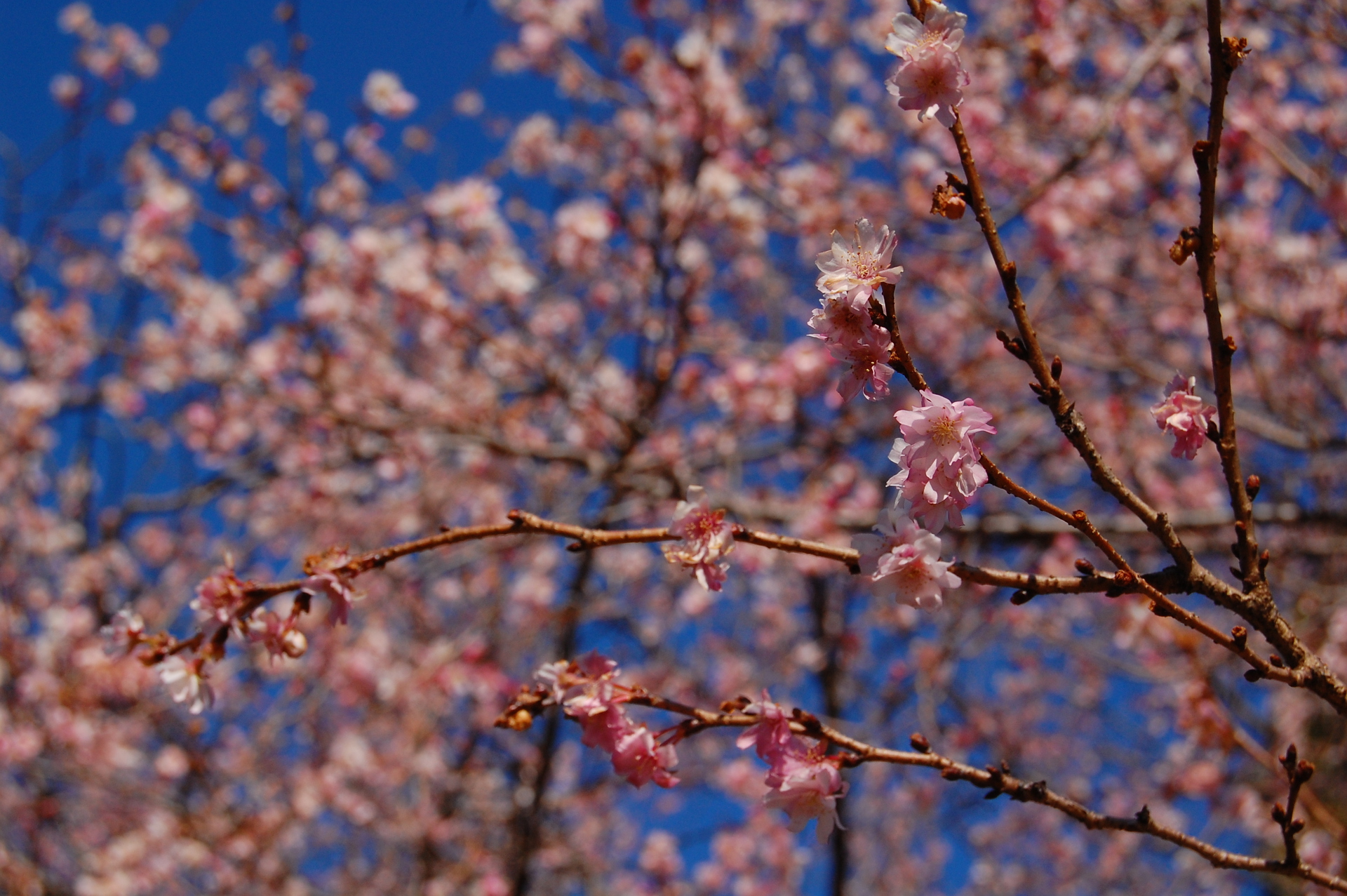 花 植物 十月桜満開 壁紙19x1277 壁紙館